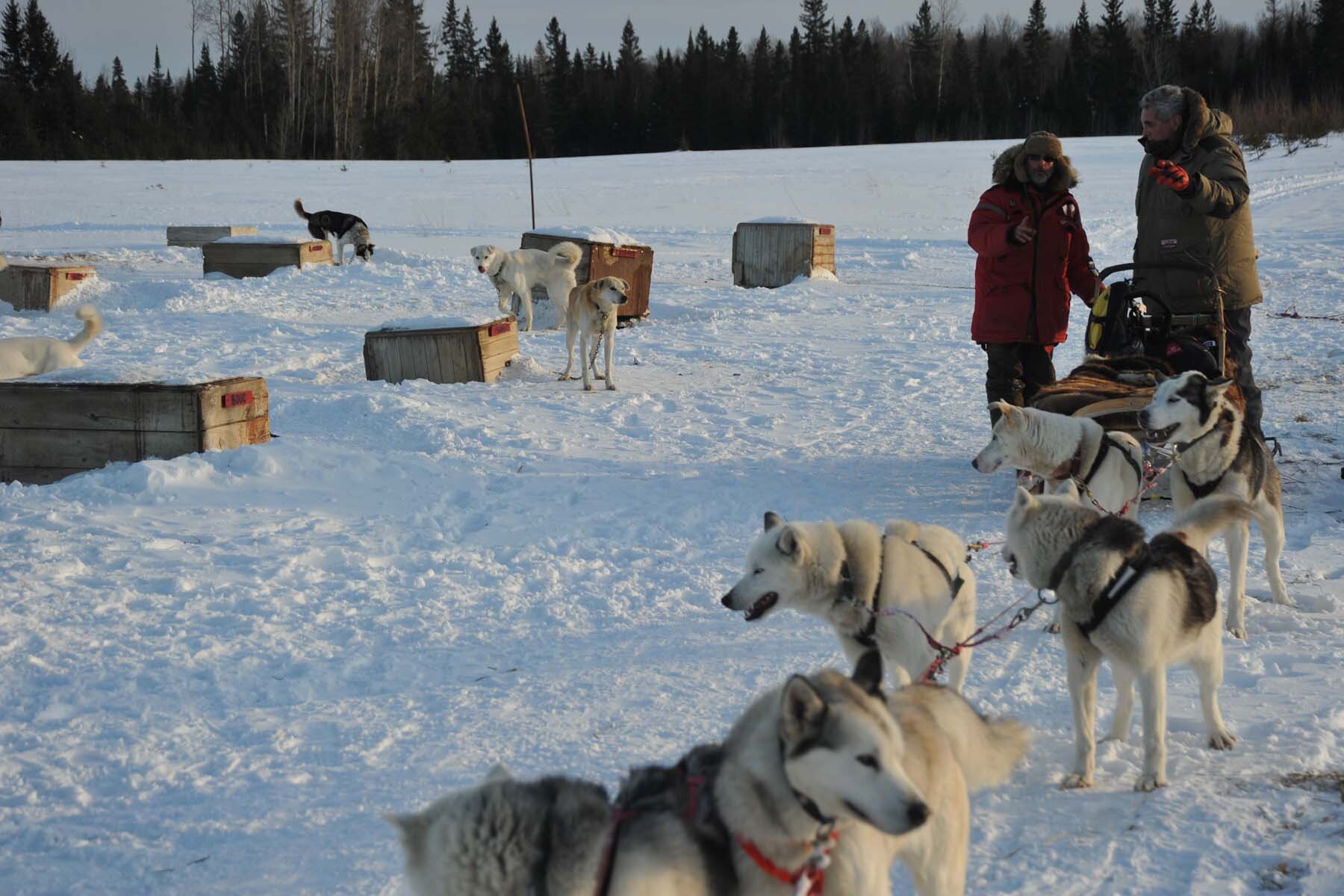 HUSKY AVENTURE HARRICANA chien de traineau à Val-d'Or